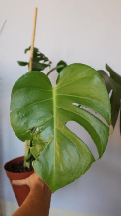 Sadnice - sobne biljke: Monstera deliciosa